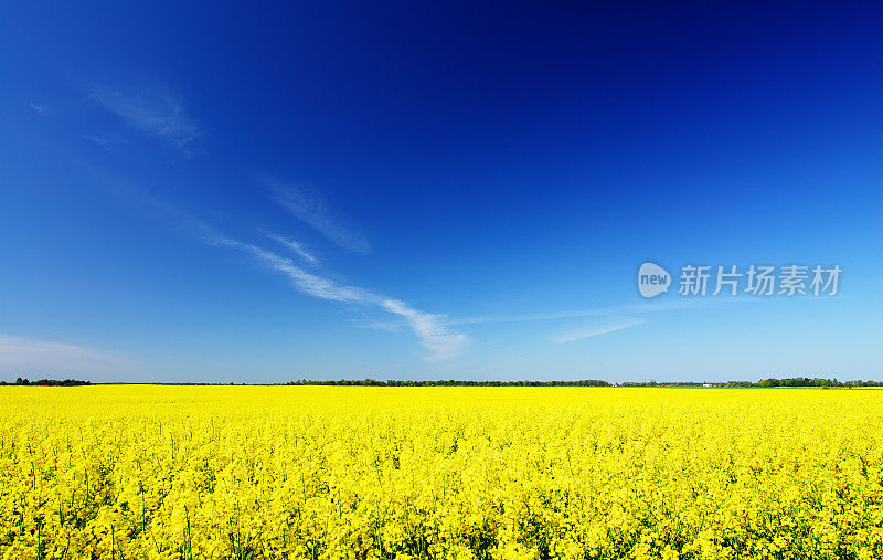 油菜地和蓝天