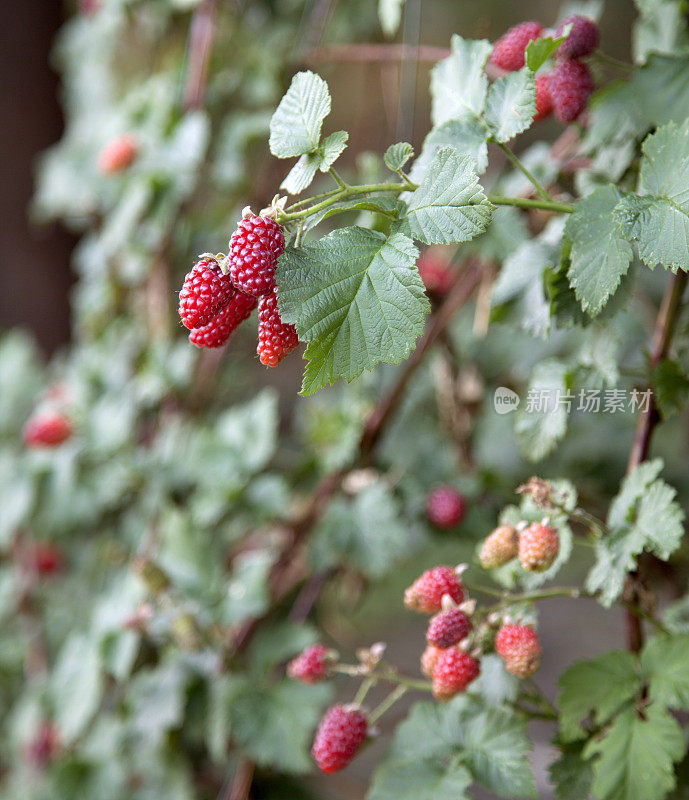 黑莓——Tayberry