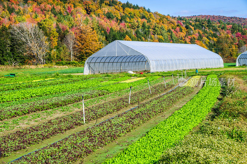 金斯伯里Farm-Warren佛蒙特州