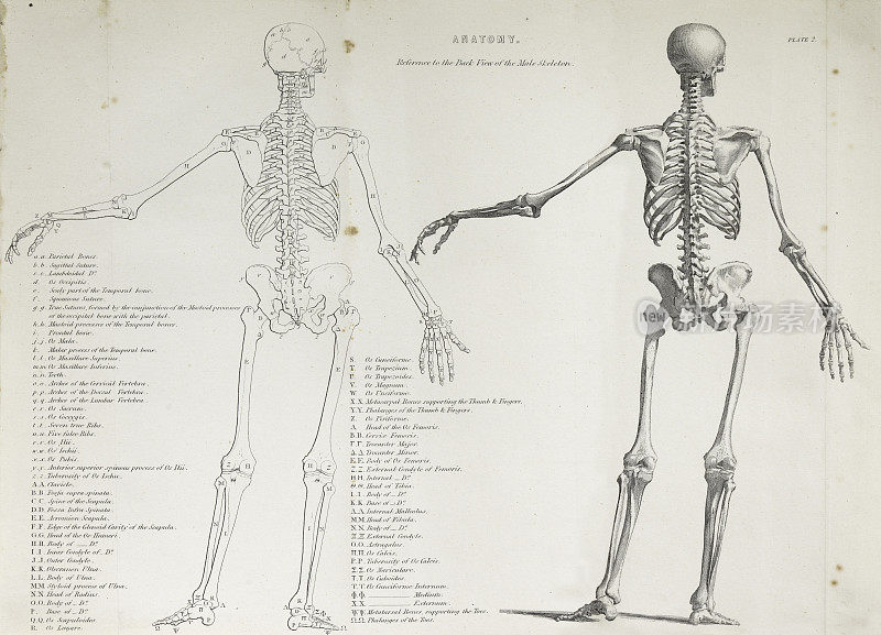 人体解剖学，历史插图，1849年