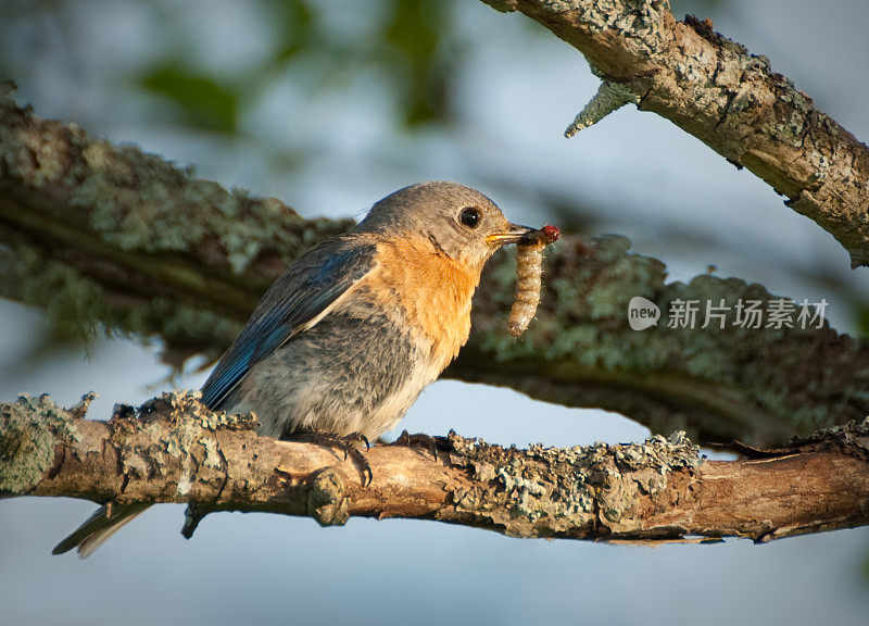 东方蓝鸟和毛毛虫