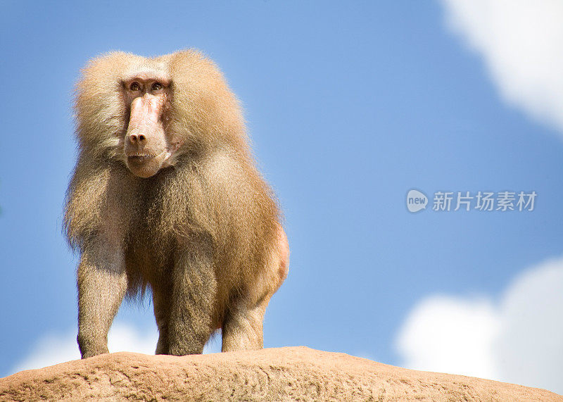 大狒狒