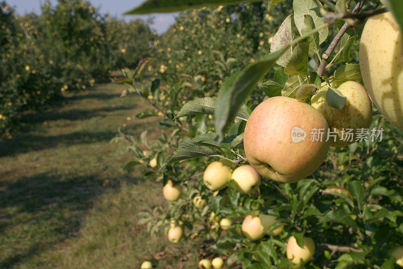 苹果园