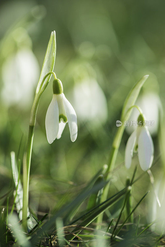 雪花莲