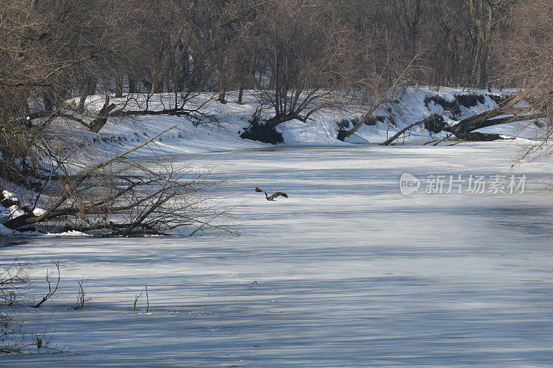 冬天爱荷华河景-不成熟的秃鹰