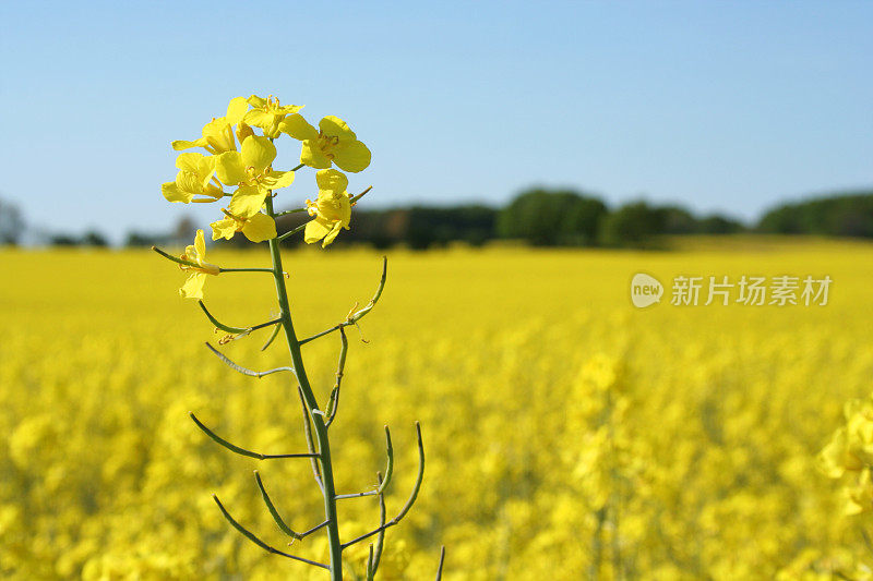 5月的油菜田