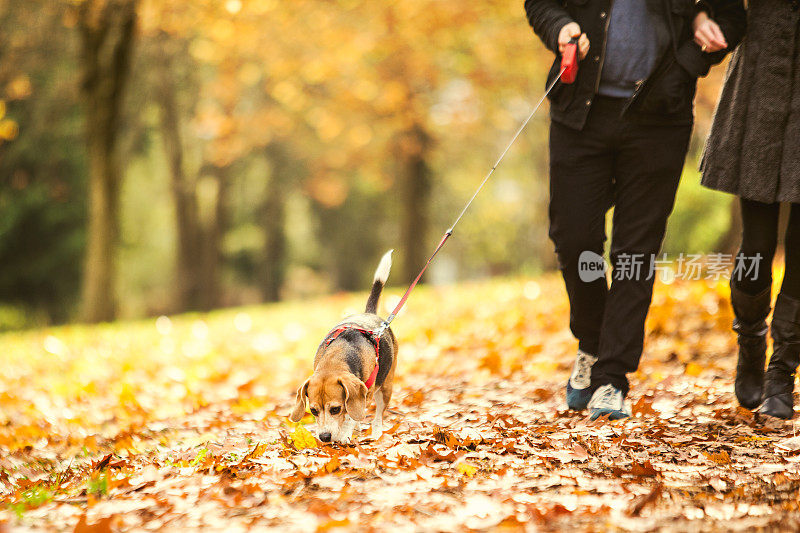 秋天与小猎犬散步