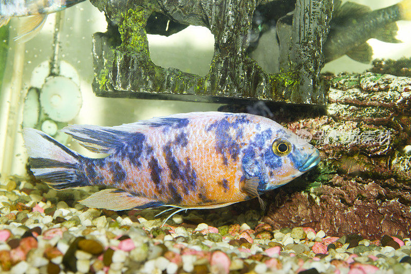 奇异的鱼在水族馆里游动