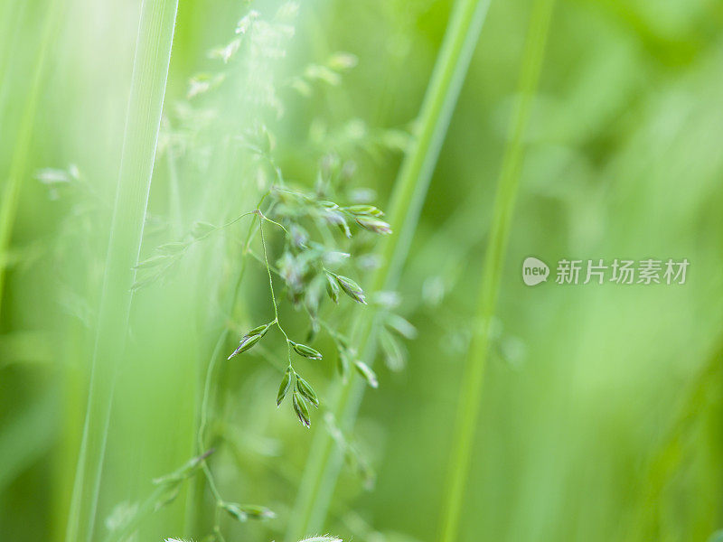 模糊的特写，开花的绿色植物，