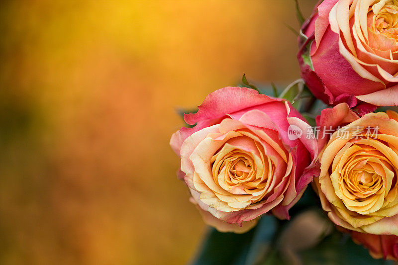 三朵玫瑰映衬着模糊的橙色背景