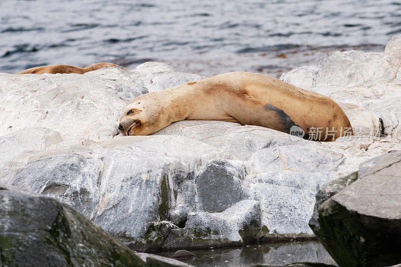 懒惰的海狮