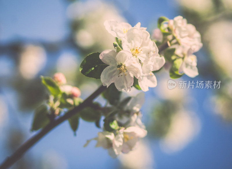 苹果树花