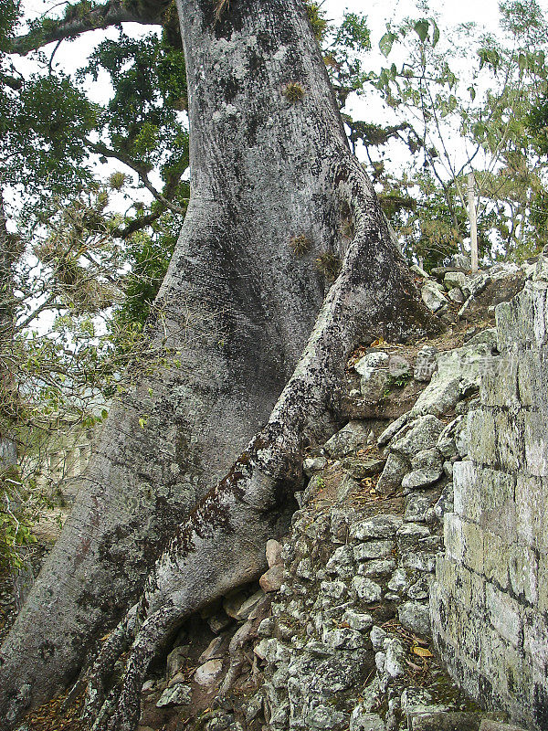 高大的木棉树生长在玛雅遗址科潘洪都拉斯