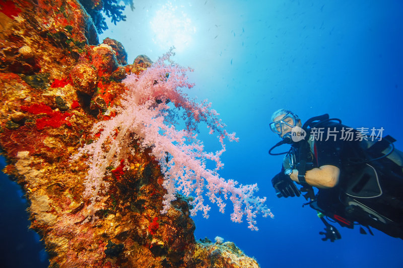 海洋生物-多刺紫堇