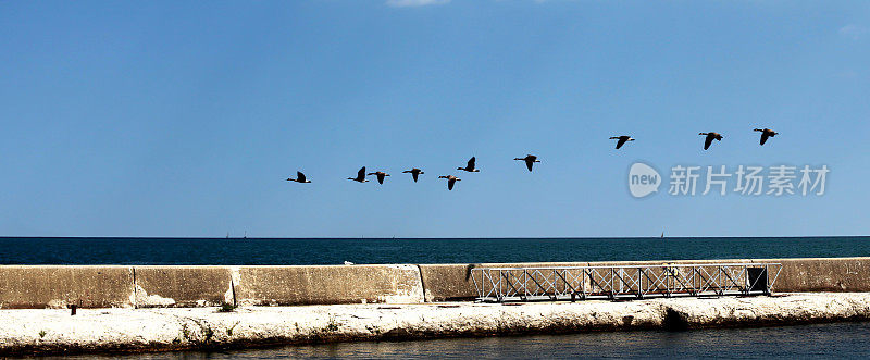 一群大雁低低地飞向水面。关于水资源的地平线。