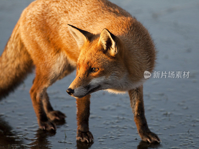 冰湖上的狐狸