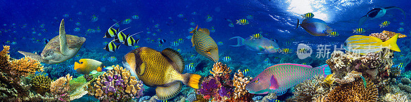 水下珊瑚礁景观全景背景