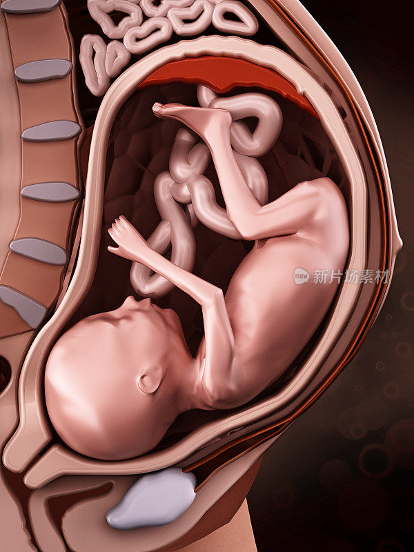 孕妇解剖学与胎儿(临产)