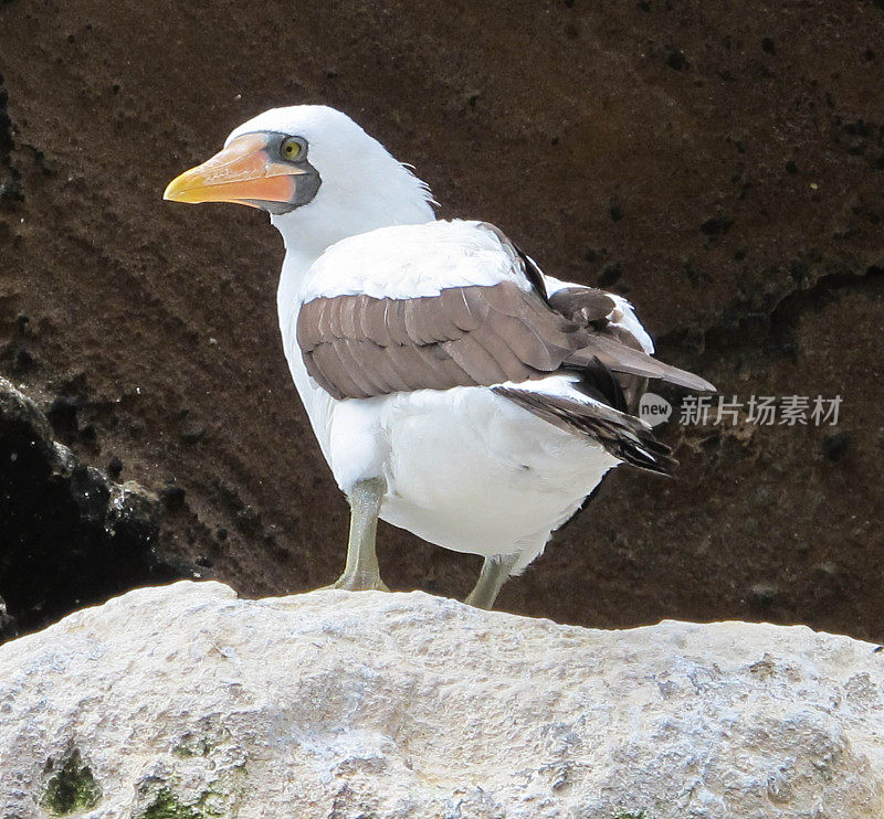 面罩鲣鸟