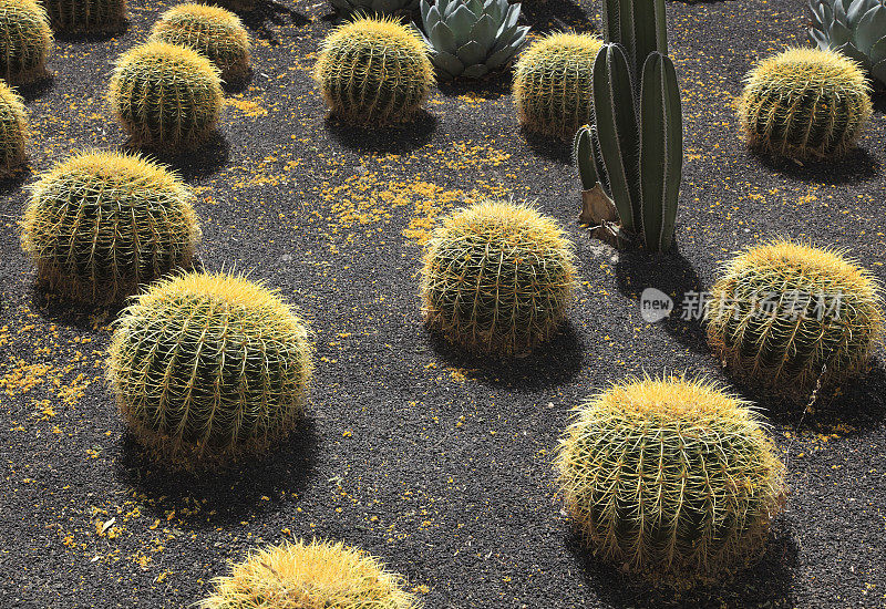 桶形仙人掌花园，黄色花朵点缀