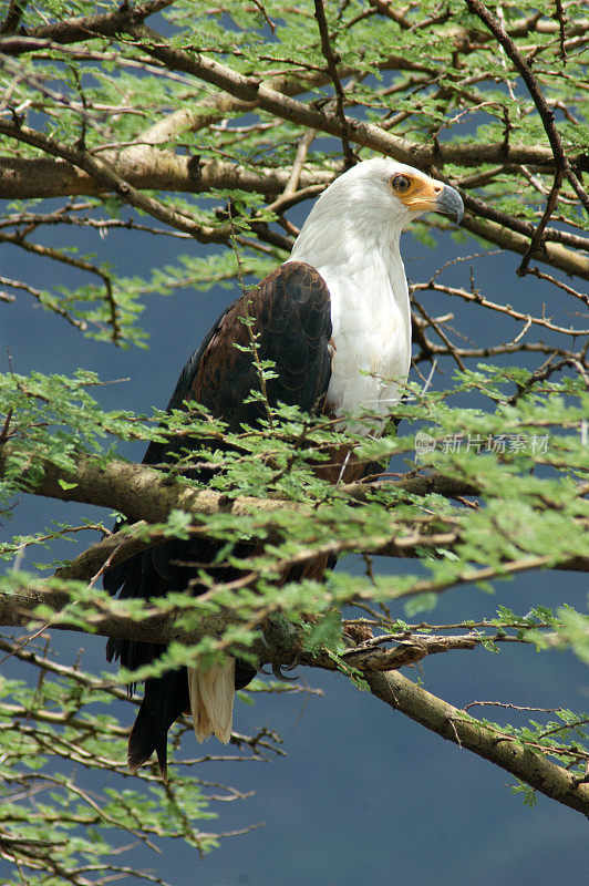 非洲fish-eagle