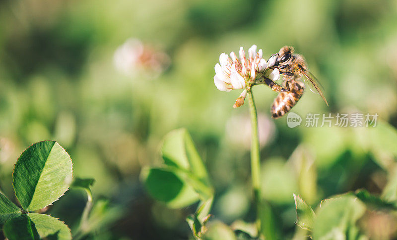 近距离观察田野中的蜜蜂