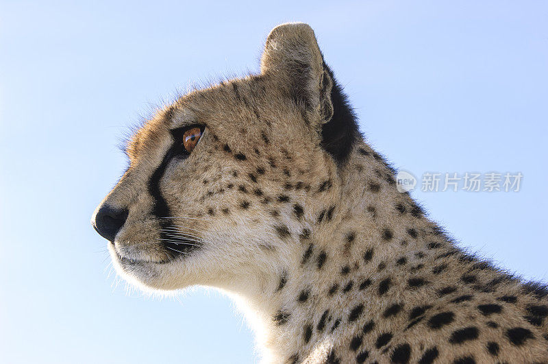 野生猎豹坐在Safari车顶的特写