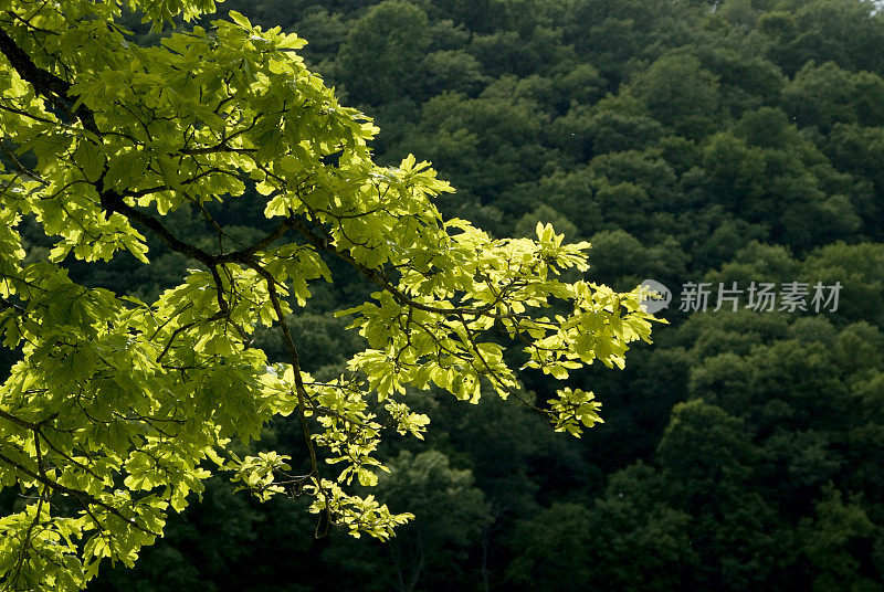 阳光下的橡树枝