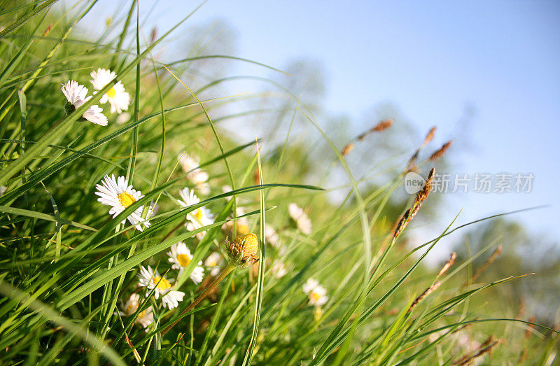 绿草野雏菊花和蓝天夏季