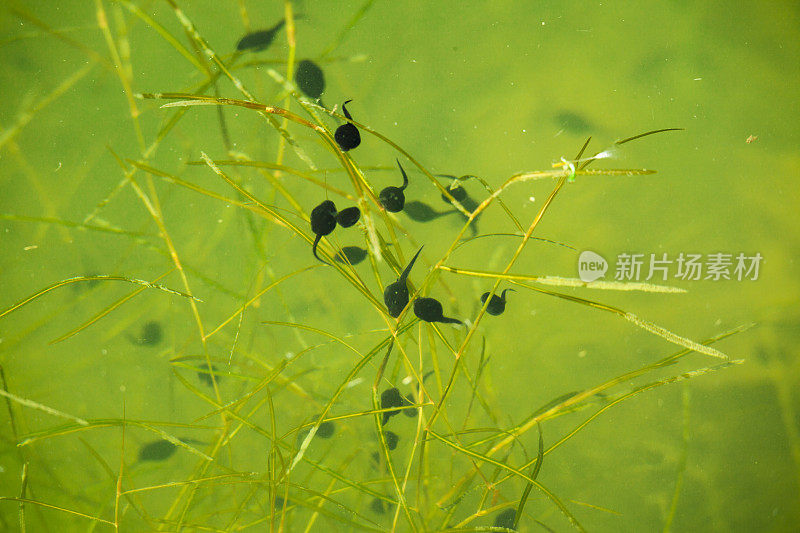 青蛙蝌蚪在一个绿色的池塘里游泳