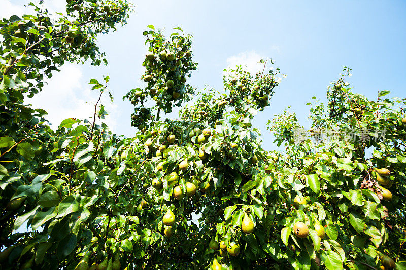 夏天的梨树