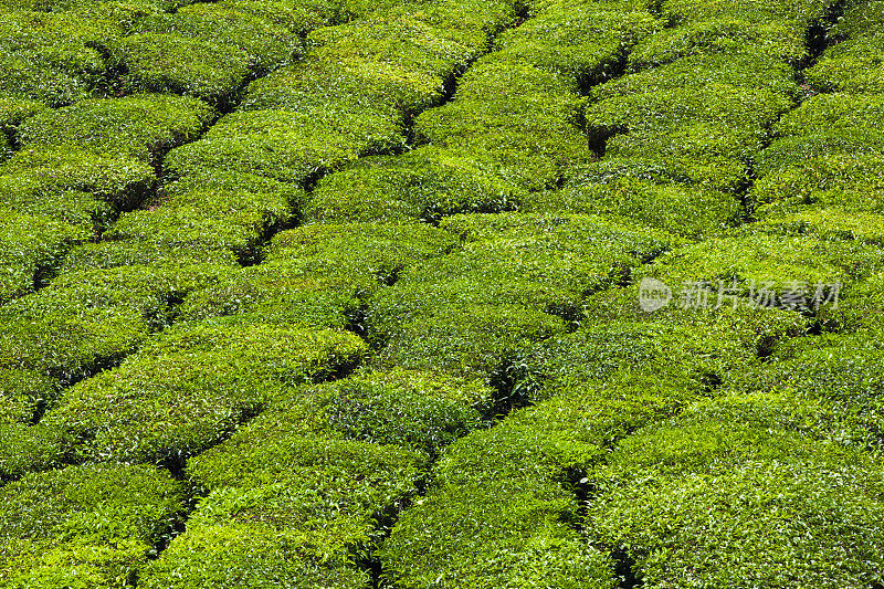 印度穆纳尔的茶园