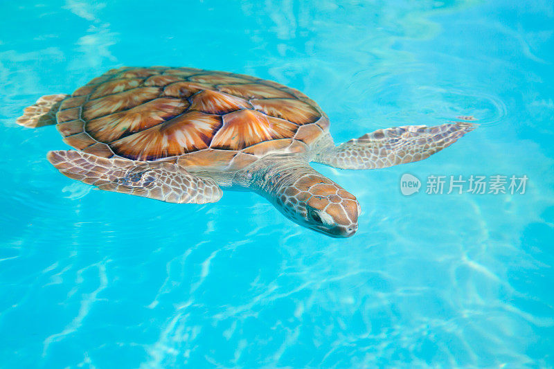 海龟在游泳池里游泳