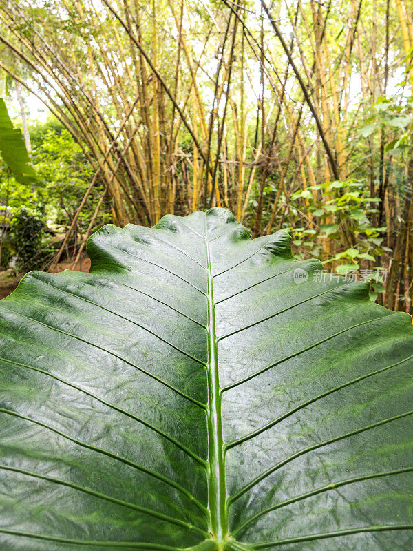 丛林中的巨象耳(Colocasia)叶子