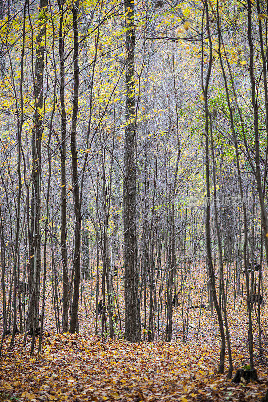 深秋的森林