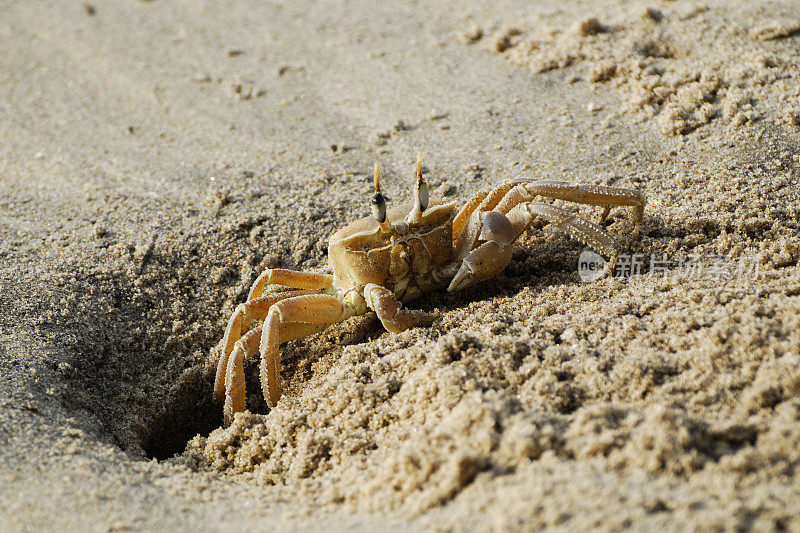 螃蟹在沙滩上