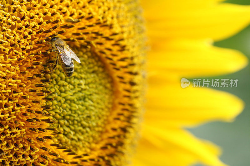 蜜蜂和向日葵