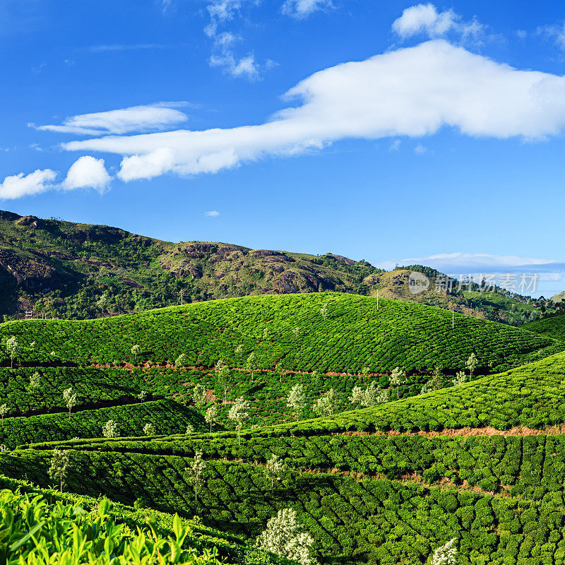 清晨，在亚洲印度的茶园