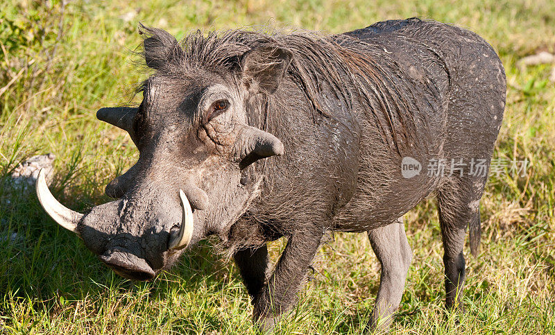 疣猪在博茨瓦纳