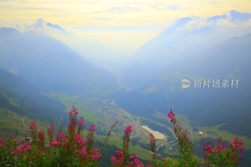 埃洛洛，提契诺，圣哥达山口，豌豆野花，瑞士阿尔卑斯山