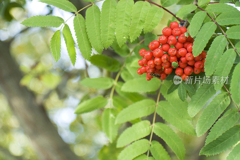 树上浆果的特写镜头