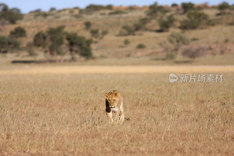一只孤独的狮子在一片开阔的草原上向前走着