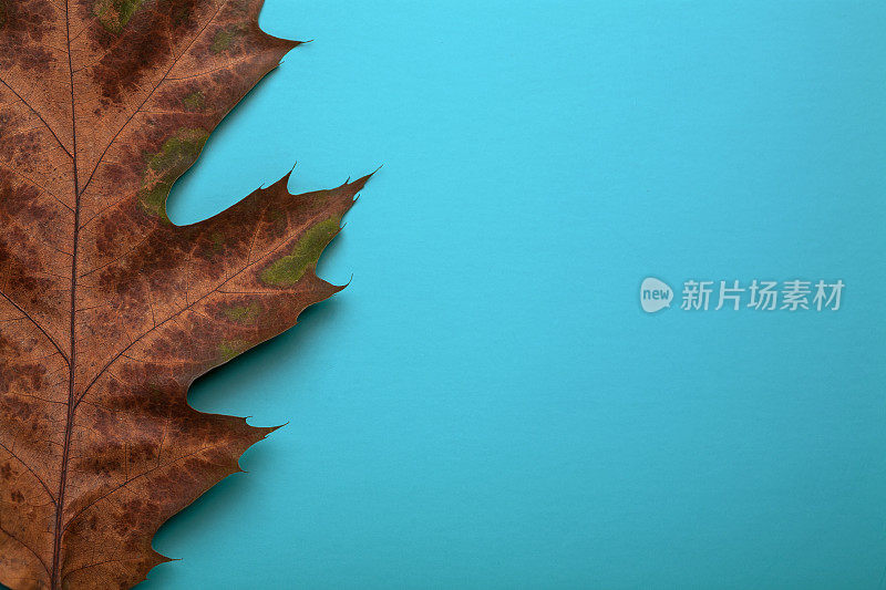 秋天橡树叶子