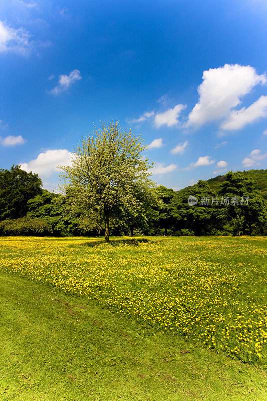 野花盛开的夏日草地