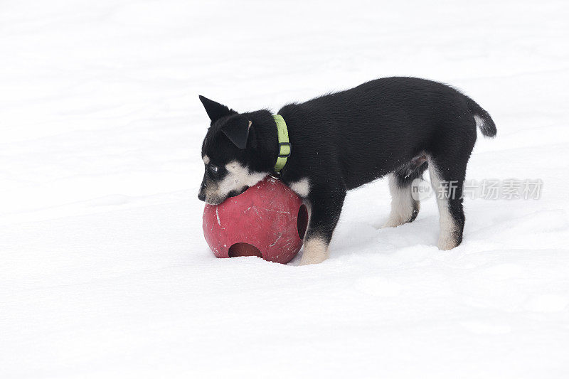 西伯利亚寻回犬幼犬10周大