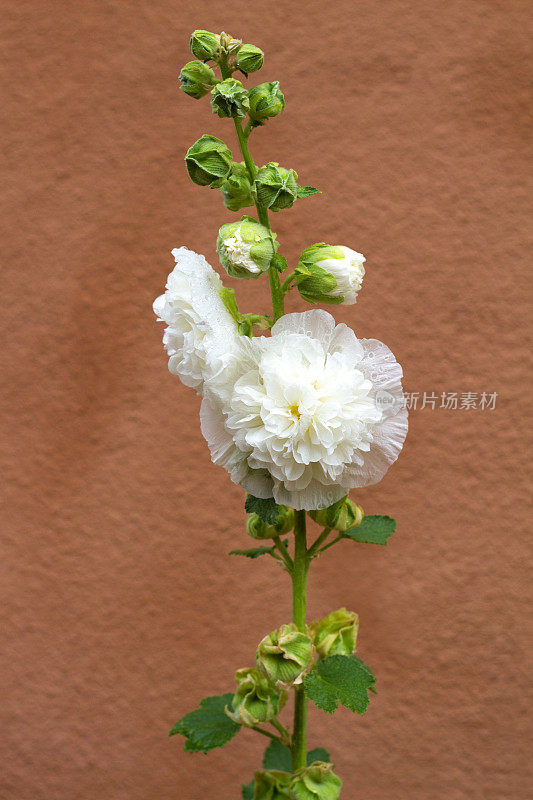 明亮的白色蜀葵，雨后潮湿