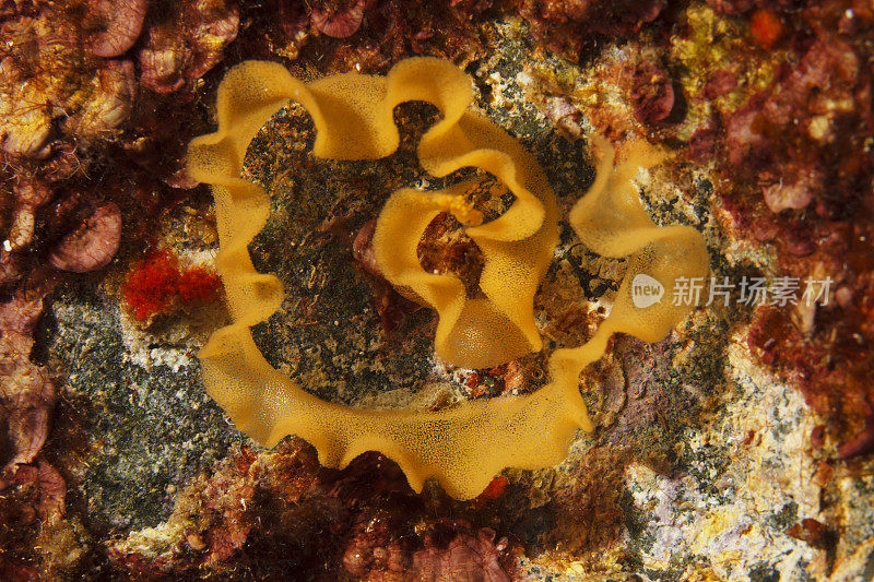 水下裸鳃科动物卵海洋生物