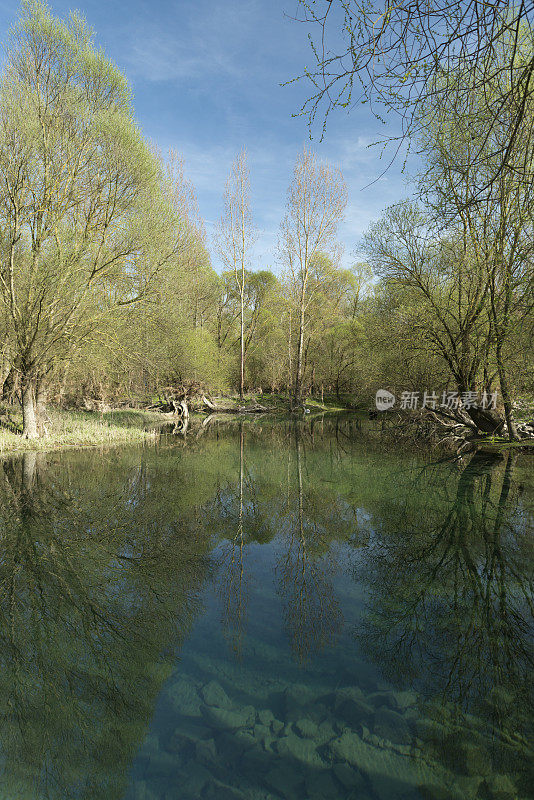 河流景观有白柳