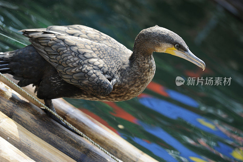 鸟在湖中栖息的特写镜头