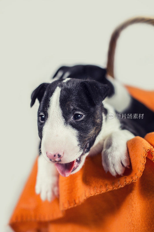 黑色和白色的斗牛梗幼犬